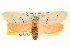  ( - CNCLEP00098741)  @14 [ ] CreativeCommons - Attribution (2013) CNC/CBG Photography Group Centre for Biodiversity Genomics