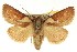  ( - CNCLEP00098831)  @13 [ ] CreativeCommons - Attribution (2013) CNC/CBG Photography Group Centre for Biodiversity Genomics