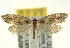  (Lampronia taylorella - CNCLEP00098869)  @15 [ ] CreativeCommons - Attribution (2013) CNC/CBG Photography Group Centre for Biodiversity Genomics