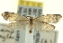  ( - CNCLEP00098870)  @14 [ ] CreativeCommons - Attribution (2013) CNC/CBG Photography Group Centre for Biodiversity Genomics