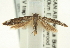 ( - CNCLEP00098872)  @13 [ ] CreativeCommons - Attribution (2013) CNC/CBG Photography Group Centre for Biodiversity Genomics