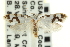  (Prodoxus y-inversus - CNCLEP00098894)  @14 [ ] CreativeCommons - Attribution (2013) CNC/CBG Photography Group Centre for Biodiversity Genomics