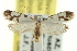  ( - CNCLEP00098895)  @13 [ ] CreativeCommons - Attribution (2013) CNC/CBG Photography Group Centre for Biodiversity Genomics