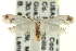  ( - CNCLEP00098897)  @12 [ ] CreativeCommons - Attribution (2013) CNC/CBG Photography Group Centre for Biodiversity Genomics