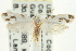  ( - CNCLEP00098898)  @12 [ ] CreativeCommons - Attribution (2013) CNC/CBG Photography Group Centre for Biodiversity Genomics