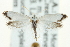  ( - CNCLEP00098899)  @13 [ ] CreativeCommons - Attribution (2013) CNC/CBG Photography Group Centre for Biodiversity Genomics