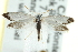  (Prodoxus marginatus - CNCLEP00098900)  @14 [ ] CreativeCommons - Attribution (2013) CNC/CBG Photography Group Centre for Biodiversity Genomics