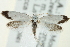  ( - CNCLEP00098902)  @13 [ ] CreativeCommons - Attribution (2013) CNC/CBG Photography Group Centre for Biodiversity Genomics