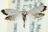  ( - CNCLEP00098903)  @14 [ ] CreativeCommons - Attribution (2013) CNC/CBG Photography Group Centre for Biodiversity Genomics