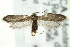  ( - CNCLEP00098904)  @13 [ ] CreativeCommons - Attribution (2013) CNC/CBG Photography Group Centre for Biodiversity Genomics