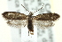  (Prodoxus aenescens - CNCLEP00098905)  @14 [ ] CreativeCommons - Attribution (2013) CNC/CBG Photography Group Centre for Biodiversity Genomics