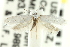  ( - CNCLEP00098907)  @13 [ ] CreativeCommons - Attribution (2013) CNC/CBG Photography Group Centre for Biodiversity Genomics