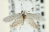  ( - CNCLEP00098909)  @12 [ ] CreativeCommons - Attribution (2013) CNC/CBG Photography Group Centre for Biodiversity Genomics