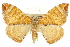  (Eulithis molliculata - CNCLEP00098913)  @15 [ ] CreativeCommons - Attribution (2013) CNC/CBG Photography Group Centre for Biodiversity Genomics