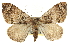  ( - CNCLEP00098917)  @14 [ ] CreativeCommons - Attribution (2013) CNC/CBG Photography Group Centre for Biodiversity Genomics
