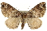  ( - CNCLEP00098918)  @13 [ ] CreativeCommons - Attribution (2013) CNC/CBG Photography Group Centre for Biodiversity Genomics