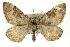  ( - CNCLEP00098967)  @12 [ ] CreativeCommons - Attribution (2013) CNC/CBG Photography Group Centre for Biodiversity Genomics