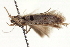  ( - CNCLEP00099007)  @11 [ ] CreativeCommons - Attribution (2013) CNC/CBG Photography Group Centre for Biodiversity Genomics