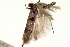  ( - CNCLEP00099008)  @11 [ ] CreativeCommons - Attribution (2013) CNC/CBG Photography Group Centre for Biodiversity Genomics