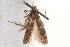  ( - CNCLEP00099024)  @11 [ ] CreativeCommons - Attribution (2013) CNC/CBG Photography Group Centre for Biodiversity Genomics