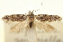  ( - CNCLEP00099034)  @11 [ ] CreativeCommons - Attribution (2013) CNC/CBG Photography Group Centre for Biodiversity Genomics