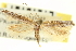  ( - CNCLEP00099063)  @11 [ ] CreativeCommons - Attribution (2013) CNC/CBG Photography Group Centre for Biodiversity Genomics