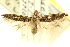  ( - CNCLEP00099064)  @13 [ ] CreativeCommons - Attribution (2013) CNC/CBG Photography Group Centre for Biodiversity Genomics