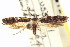  ( - CNCLEP00099065)  @11 [ ] CreativeCommons - Attribution (2013) CNC/CBG Photography Group Centre for Biodiversity Genomics
