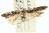  ( - CNCLEP00099066)  @13 [ ] CreativeCommons - Attribution (2013) CNC/CBG Photography Group Centre for Biodiversity Genomics