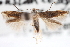  ( - CNCLEP00100005)  @11 [ ] CreativeCommons - Attribution (2012) CNC/CBG Photography Group Centre for Biodiversity Genomics