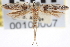  ( - CNCLEP00100007)  @11 [ ] CreativeCommons - Attribution (2012) CNC/CBG Photography Group Centre for Biodiversity Genomics