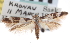  (Mompha definitella - CNCLEP00100012)  @14 [ ] CreativeCommons - Attribution (2012) CNC/CBG Photography Group Centre for Biodiversity Genomics
