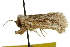  (Comadia suaedivora - CNCLEP00100042)  @12 [ ] CreativeCommons - Attribution (2012) CNC/CBG Photography Group Centre for Biodiversity Genomics