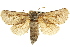  ( - CNCLEP00100049)  @11 [ ] CreativeCommons - Attribution (2012) CNC/CBG Photography Group Centre for Biodiversity Genomics