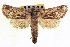  ( - CNCLEP00100053)  @14 [ ] CreativeCommons - Attribution (2012) CNC/CBG Photography Group Centre for Biodiversity Genomics