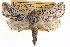  ( - CNCLEP00100056)  @11 [ ] CreativeCommons - Attribution (2012) CNC/CBG Photography Group Centre for Biodiversity Genomics