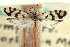  (Prodoxus coloradensis - CNCLEP00100091)  @11 [ ] CreativeCommons - Attribution (2012) CNC/CBG Photography Group Centre for Biodiversity Genomics