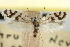  ( - CNCLEP00100092)  @11 [ ] CreativeCommons - Attribution (2012) CNC/CBG Photography Group Centre for Biodiversity Genomics