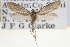  ( - CNCLEP00100093)  @14 [ ] CreativeCommons - Attribution (2012) CNC/CBG Photography Group Centre for Biodiversity Genomics