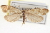  ( - CNCLEP00100095)  @11 [ ] CreativeCommons - Attribution (2012) CNC/CBG Photography Group Centre for Biodiversity Genomics