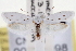  (Prodoxus quinquepunctella - CNCLEP00100098)  @14 [ ] CreativeCommons - Attribution (2013) CNC/CBG Photography Group Centre for Biodiversity Genomics