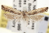  (Dichomeris simpliciella - CNCLEP00100129)  @13 [ ] CreativeCommons - Attribution (2013) CNC/CBG Photography Group Centre for Biodiversity Genomics