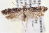  ( - CNCLEP00100152)  @14 [ ] CreativeCommons - Attribution (2013) CNC/CBG Photography Group Centre for Biodiversity Genomics