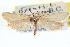  ( - CNCLEP00100178)  @11 [ ] CreativeCommons - Attribution (2013) CNC/CBG Photography Group Centre for Biodiversity Genomics