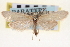  ( - CNCLEP00100199)  @11 [ ] CreativeCommons - Attribution (2013) CNC/CBG Photography Group Centre for Biodiversity Genomics