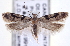  ( - CNCLEP00100212)  @14 [ ] CreativeCommons - Attribution (2013) CNC/CBG Photography Group Centre for Biodiversity Genomics