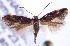  ( - CNCLEP00100234)  @12 [ ] CreativeCommons - Attribution (2013) CNC/CBG Photography Group Centre for Biodiversity Genomics