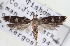  ( - CNCLEP00100239)  @13 [ ] CreativeCommons - Attribution (2013) CNC/CBG Photography Group Centre for Biodiversity Genomics