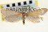  ( - CNCLEP00100243)  @11 [ ] CreativeCommons - Attribution (2013) CNC/CBG Photography Group Centre for Biodiversity Genomics