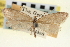  ( - CNCLEP00100246)  @11 [ ] CreativeCommons - Attribution (2013) CNC/CBG Photography Group Centre for Biodiversity Genomics